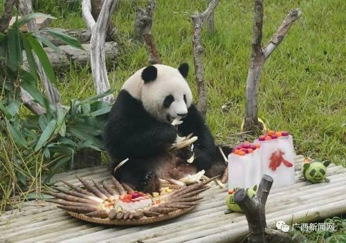 娱乐吃瓜酱南宁动物园,探秘动物乐园，共享欢乐时光